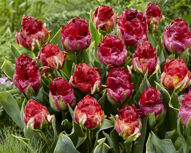 Tulipan 'Ice Cream Cranberry Sorbet + Cranberry' (Storkøb) - 50 løg